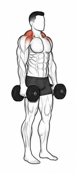 Dumbbell Shrugs