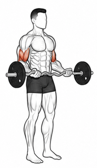 EZ Bar Curls