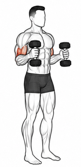 Hammer Curls